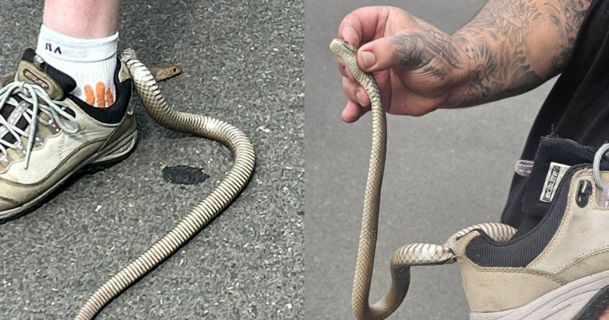 澳洲一名女子在參加戶外尋寶遊戲時，被有「世界第二毒蛇」之稱的東部棕蛇意外纏住並被咬傷。（圖／翻攝自臉書／Reptile Relocation Sydney）