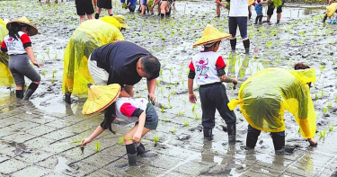 宜蘭縣政府依教育部規定，推動幼兒園大班必須配置至少1名幼教師，引發鄉鎮市長炮轟中央、縣府政策倉促上路、配套嚴重不足，讓地方被迫承擔教育現場混亂與財政壓力。圖為幼兒園學童體驗插秧活動。（圖／中國時報吳佩蓉攝）
