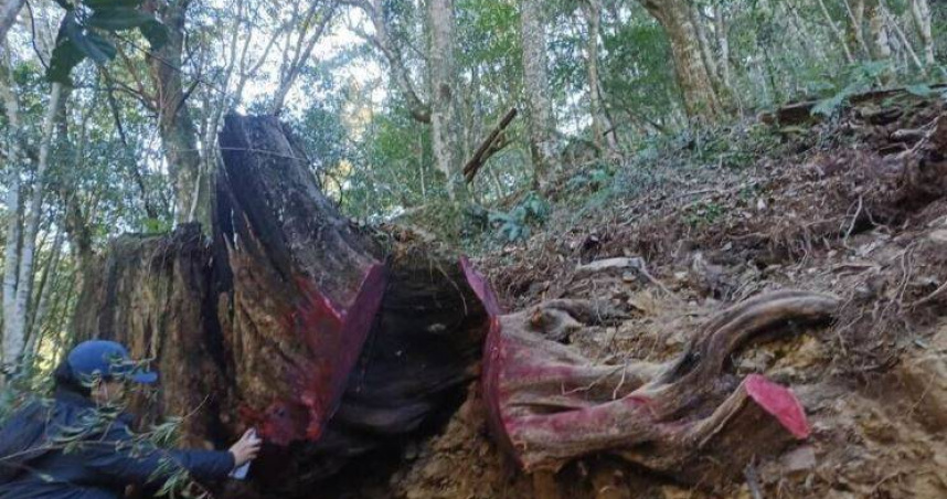 山老鼠盜伐台灣扁柏3800公斤　駕車拒捕撞傷警！檢聲押3嫌獲准