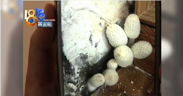 家中狂長「傘狀生物」 一天大5倍還流出黑色汁液
