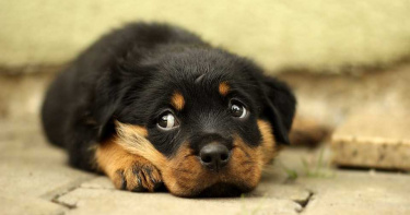 9歲童與惡犬的距離!粗心地方媽媽自己玩嗨 2小時後子慘死利牙下