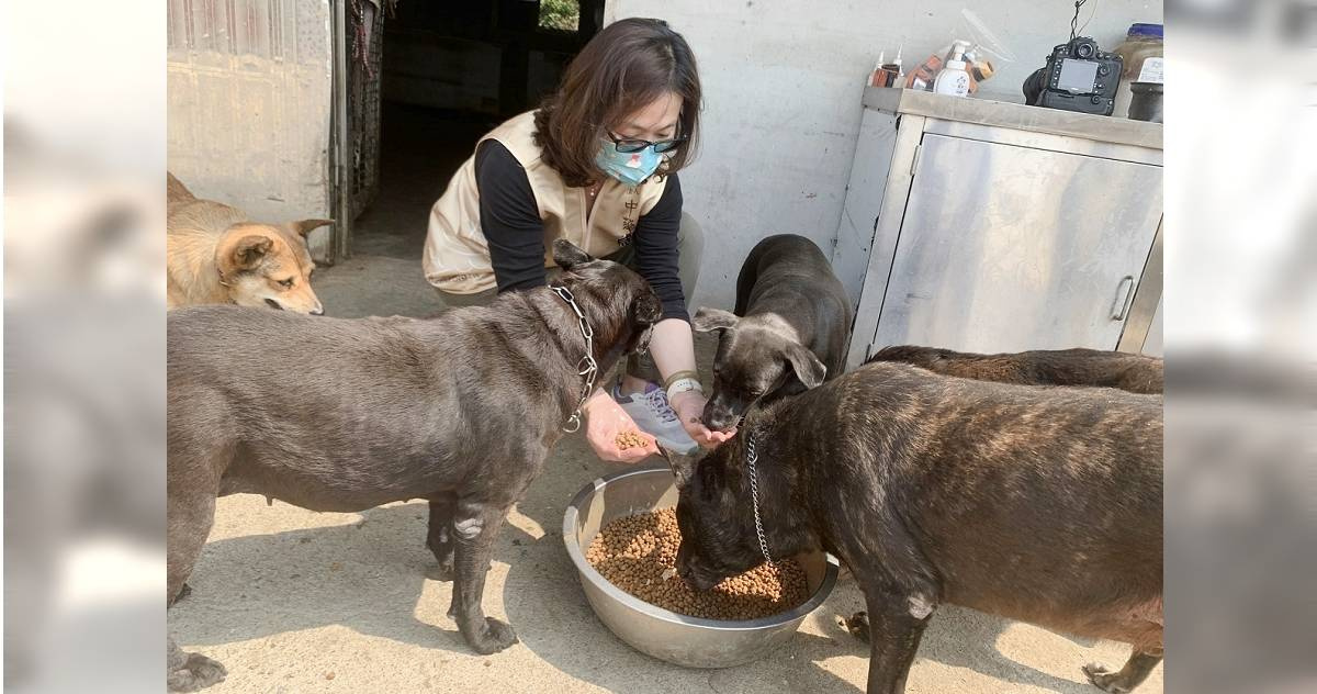 浪浪面臨斷糧危機 愛心捐贈5660公斤飼料 | 生活 | CTWANT