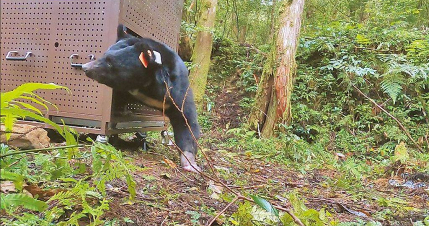 黑熊「達古阿里」現蹤花蓮玉里，曾遭陷阱夾斷4指，今疑再負傷。圖為成年雄性台灣黑熊Da qu-ali（達古阿里）經動保團隊救援後野放。（圖／林業及自然保育署花蓮分署提供）