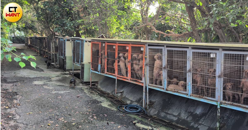 苗栗一名謝姓獸醫師被檢舉其所經營的繁殖場犬種幾乎全遭割除聲帶。（圖／林冠吟攝）