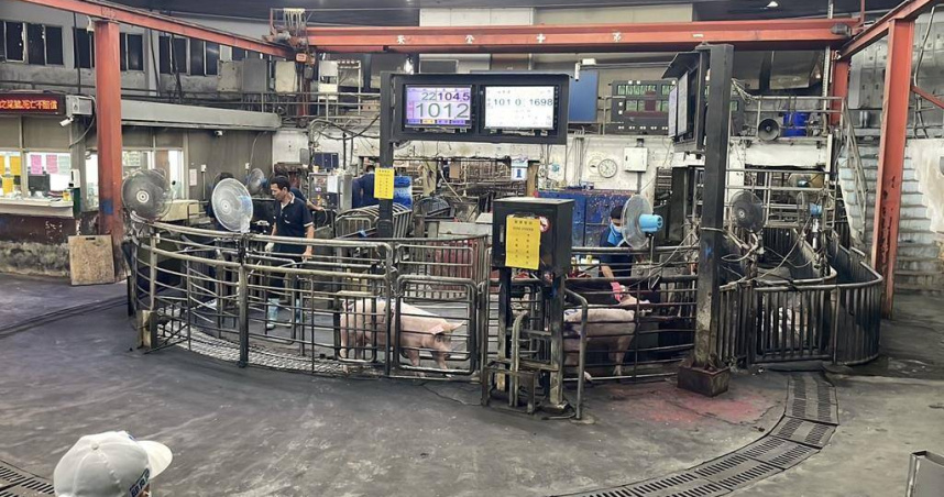 農業部祭出5000元主動通報非洲豬瘟獎勵金，養豬農認為撲殺補償應一次講清楚。（圖為雲林肉品市場七月交易情形／報系資料照）