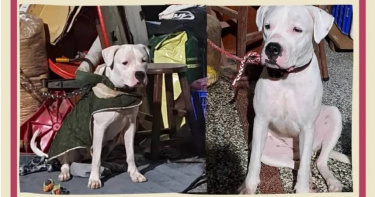 彰化有一隻1歲大杜告犬「健康」遭飼主用繩子抽打後，離奇失蹤超過1個月，有不少愛狗人士集資懸賞。近日傳出疑似找到健康，但牠已成白骨。（圖／翻攝自Threads）