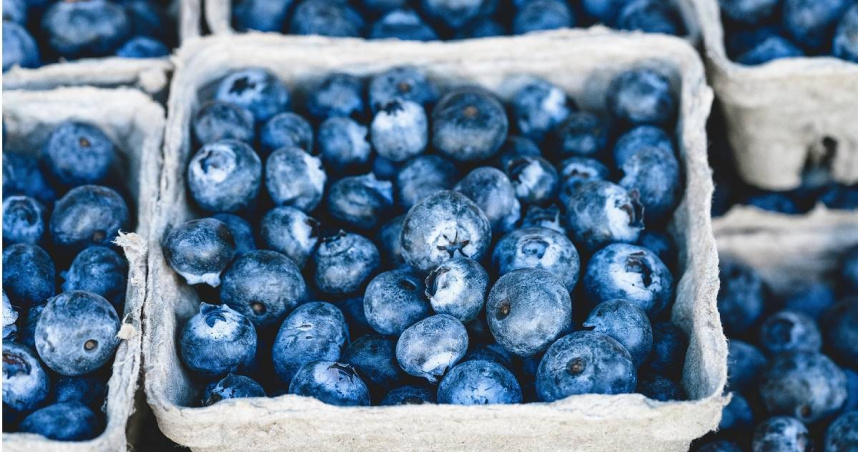 藍莓。（示意圖／Pixabay）