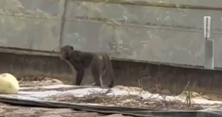 逃亡獼猴大鬧台南連闖民宅寺廟偷供品　獸醫麻醉槍一舉起竟秒閃人