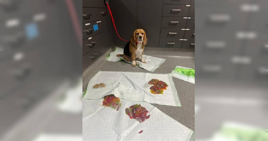 澳洲一隻3歲米格魯犬太貪吃，偷偷吃下重達1.1公斤的軟糖，所幸經獸醫師催吐，身體才無大礙。（圖／翻攝自Instagram／animalemergencyservice）