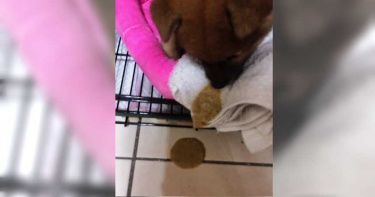 消失的柴犬1/1萬2買幼犬狂瀉不停 送回寵物店休養5天竟「被消失」