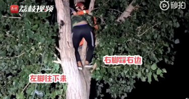 尷尬!男為救貓爬上樹反受困 12名消防員出動救援