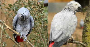 動物園5隻鸚鵡「互相交流罵髒話」!見遊客開始狂譙 園方緊急分籠飼養