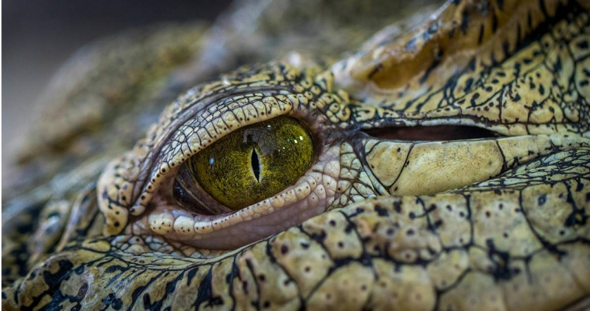 馬來西亞鱷魚咬死1歲嬰。（示意圖／Pexels）