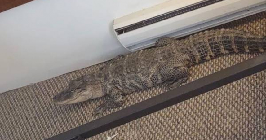 鱷魚被飼主忘在汽車旅館，嚇壞旅館員工。（圖／翻攝臉書／Michael Conway）