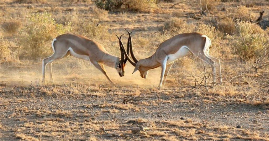 「動物大遷徒」被全球生態熱愛者列為此生必遊夢幻名單。（示意圖／民眾提供）