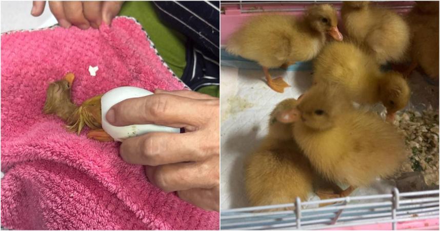 。（圖／翻攝Threads／anniepan0611）