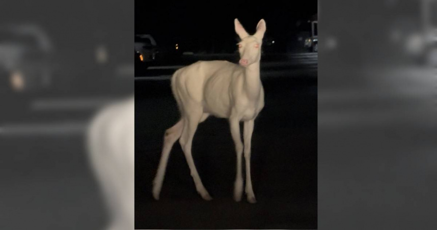 美國男子日前晚10分鐘出門上班，意外在街道上目擊一隻全身雪白的鹿。（圖／翻攝自臉書／Ramez Khuri）