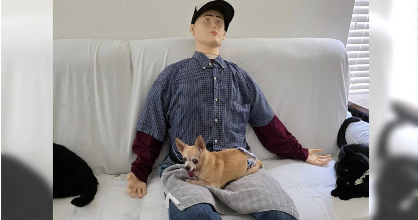 南加州女子為高齡吉娃娃汀果準備真人大小假人，解決牠愛坐大腿的執著。（圖／翻攝自FB，Dogspotting Society  ）