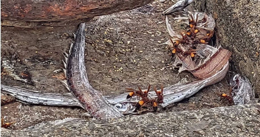 虎頭蜂啃魚的腐屍。（圖／翻攝基隆人日常）