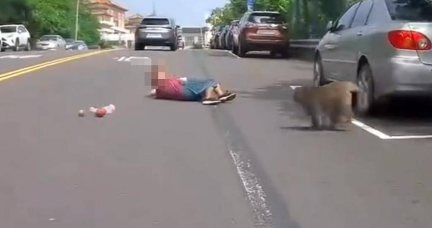 網友目擊猴子疑為搶食往老婦身上跳，老婦摔倒在地。（圖／翻攝threads@1xyz_yo授權提供）