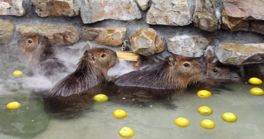 張美阿嬤農場三姊開撕「巨嬰弟」。（圖／翻攝自臉書＠yilanzhangnice）