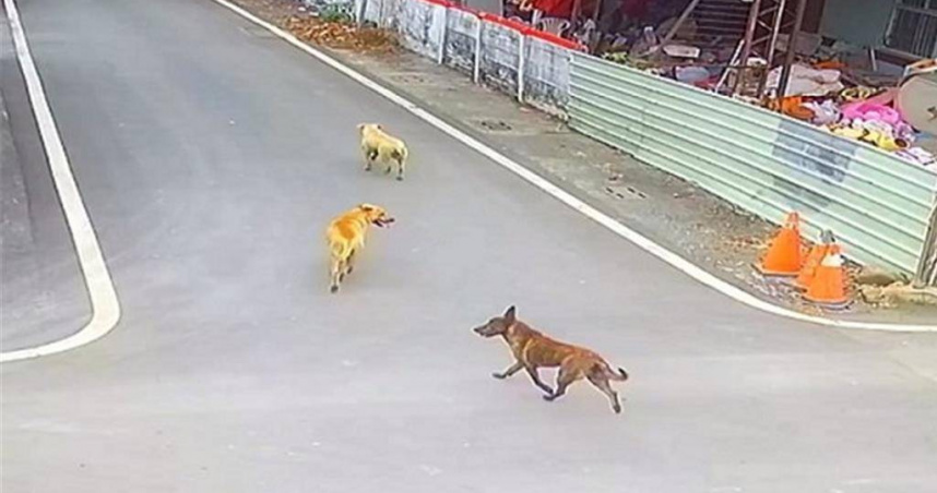 彰化76歲婦人在田間作業時遭犬群攻擊，全身留下逾200處傷口。（圖／報系資料照）