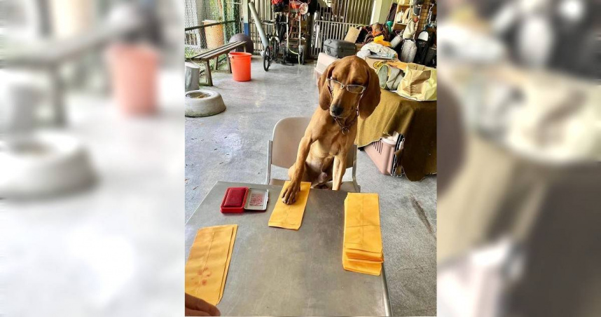 搜救犬掛彩1／人氣搜救犬ECHO靠這事爆紅　浪犬圍攻危及國際認證