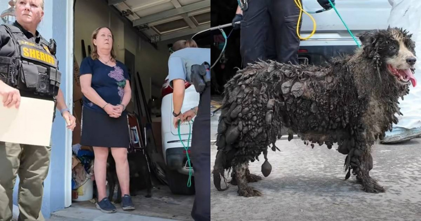 美國佛羅里達州驚傳嚴重虐待動物案件，62歲女子Paige O'Donnell遭到逮捕。 （圖／翻攝「Martin County Sheriff's Office」臉書）