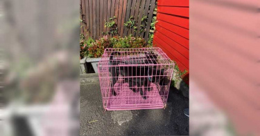 狠心飼主1月內連丟4小黑狗 動保處怒了重罰31萬