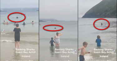 2條鯊魚現身愛爾蘭海灘嚇壞遊客 專家:不用擔心