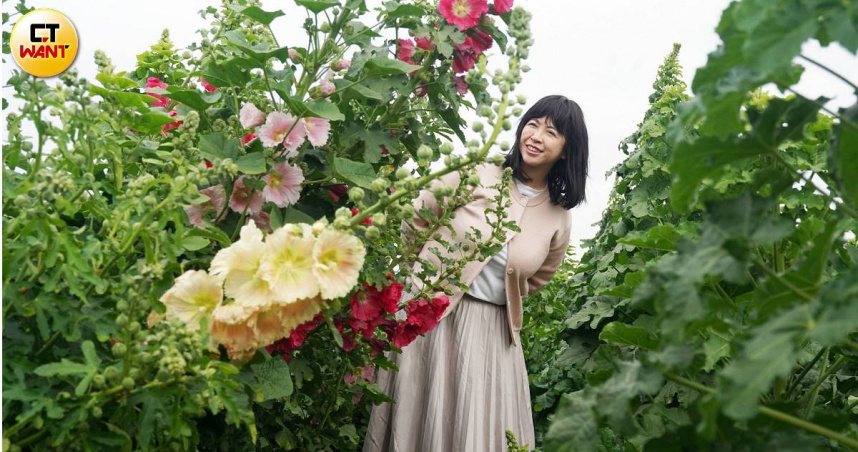 「學甲蜀葵花文化節」將於3/15登場，民眾可造訪拍攝比人高的蜀葵花。（圖／魏妤靜攝）