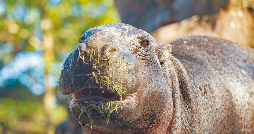 去年11月從新加坡動物園到台北市立動物園的雄性侏儒河馬Thabo在10日死亡，園方11日坦言，照顧Thabo過程的確還有需要精進。（圖／台北市立動物園提供／中國時報温予菱台北傳真）