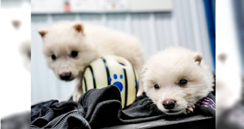 恐狼幼崽取名靈感，源自於影集《權力遊戲》。（圖／翻攝自「colossal.com」官網）