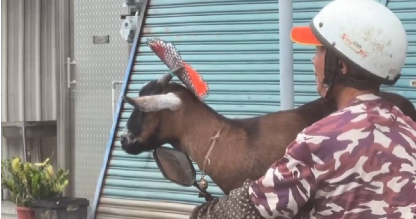 台南1名老翁騎車搭載山羊，路人見狀嘖嘖稱奇，警方表示已觸法最高可處600元罰鍰。（圖／翻攝記者爆料網）