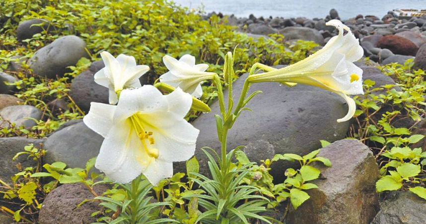 宜蘭縣龜山島在去年封島前撒下百合花種子，已逐漸綻放。（圖／東北角及宜蘭海岸國家風景區管理處提供／中國時報李忠一宜蘭傳真）