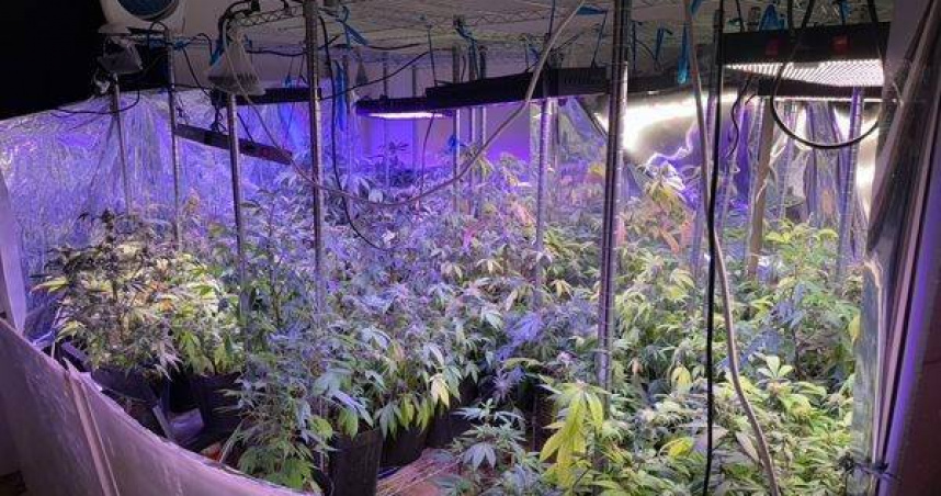 2年種植逾400株，黑金高達2000萬。（圖／翻攝畫面）