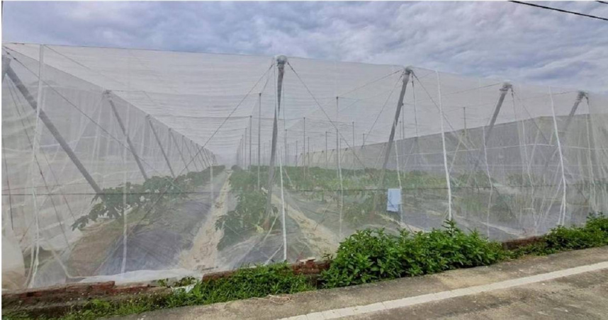 面對即將來襲的不穩定天候，農業局提醒農民，農業設施應加強固定。（圖／高雄市農業局提供）