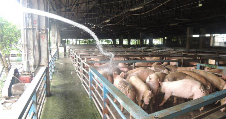 國內毛豬嚴重短缺，宜蘭肉品市場調度陷入困境。（圖／吳佩蓉攝）