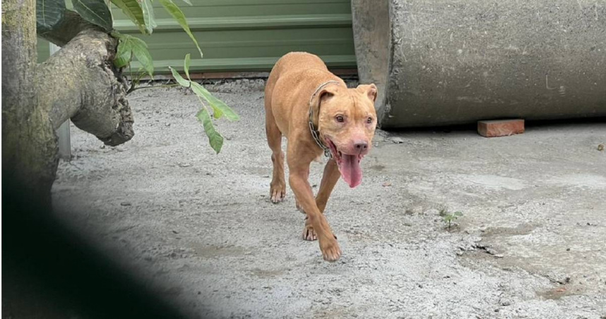 比特犬「Lucky」在雲林縣莿桐鄉展開新狗生。（圖／中時記者周麗蘭攝）
