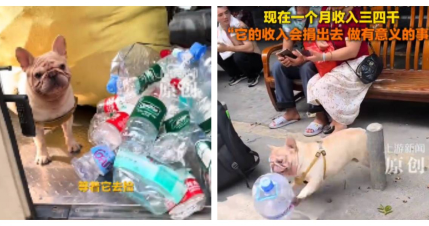 廣州一隻寵物狗愛上撿瓶子。（圖／翻攝自微博， 上游新聞）