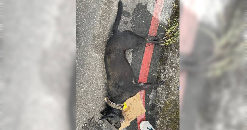 動保處及警方獲報後立即前往現場處理，但抵達時犬隻已死亡。（圖／北市動保處提供）