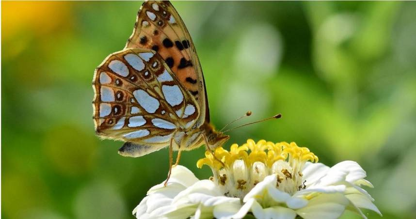 星座專家「清水孟國際塔羅篠安老師」分析，12個星座9月14日至9月20日的運勢。（示意圖／Pixabay）