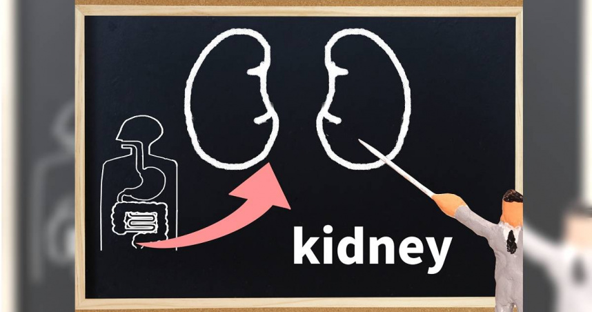 科學家創造匹配任何血型的「萬能」腎臟。（示意圖／photoAC）