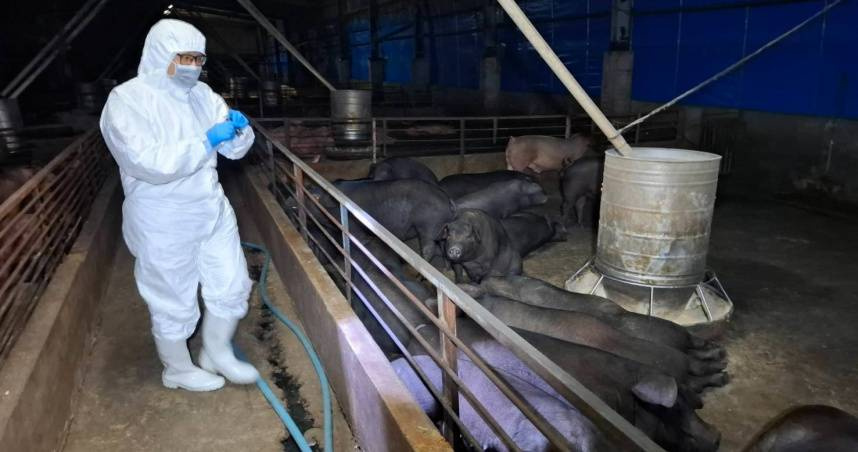 中市府第一時間預防性撲殺195隻豬。（示意圖／台中市動保處提供）