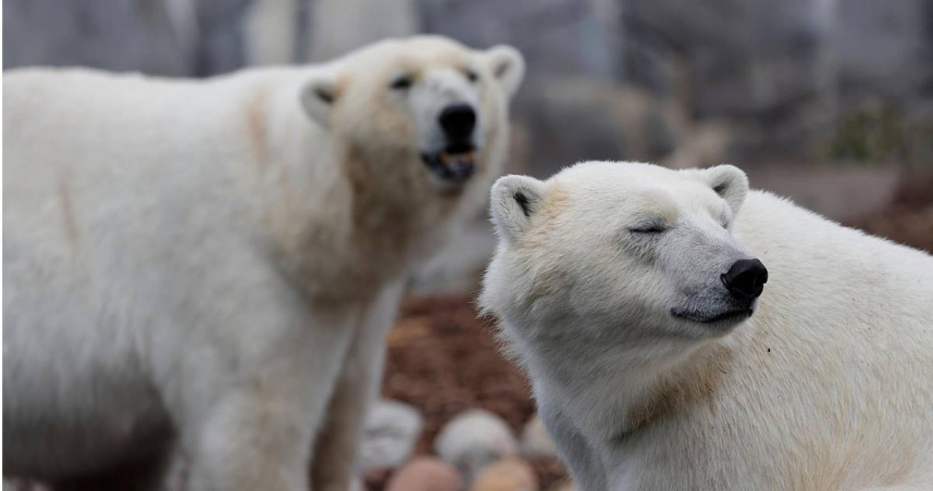 北極熊。（示意圖非當事熊／Pixabay）