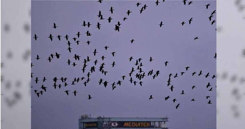 今年10月以來，新竹地區不少上班族在上班途中注意到，成群黑色大鳥飛越頭頂。（圖／新竹市野鳥學會提供）