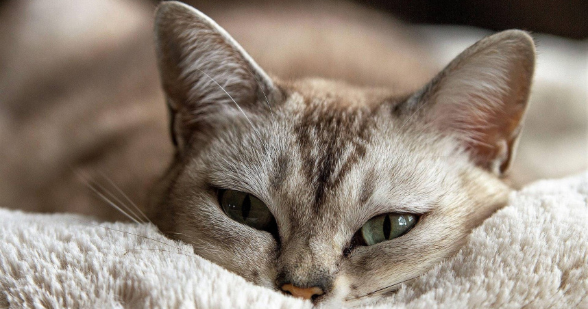 貓咪。（示意圖／Pixabay）
