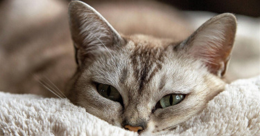 貓咪。（示意圖／Pixabay）