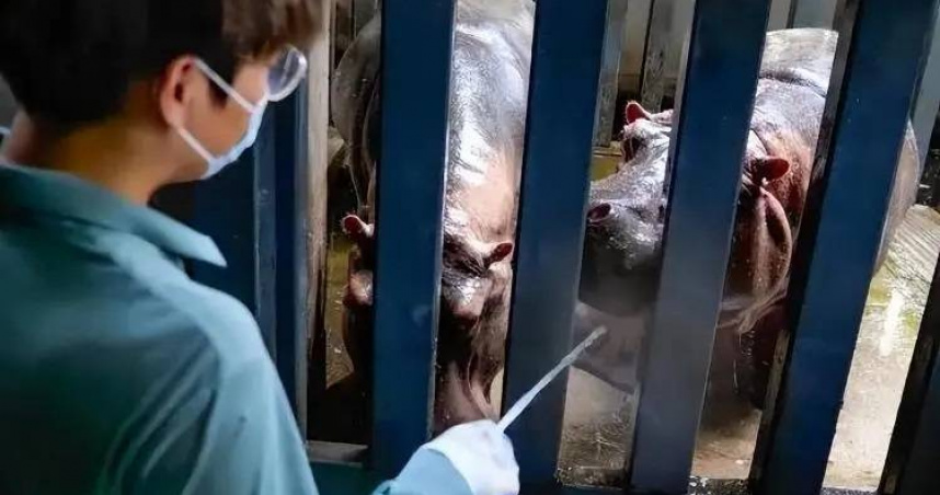 28歲胡宇磊擁有碩士學歷，畢業後進入武漢動物園，成為兩頭河馬的專職保育員。（圖／九派新聞，下同）