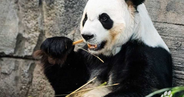 斷糧危機!加拿大熊貓快沒竹子了 園方:讓牠們回有食物的地方